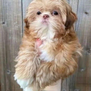 Meet your Posher, Summer